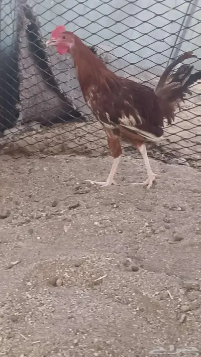 ديوك بلدي فاخره 17