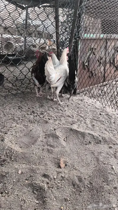 ديوك بلدي فاخره 20
