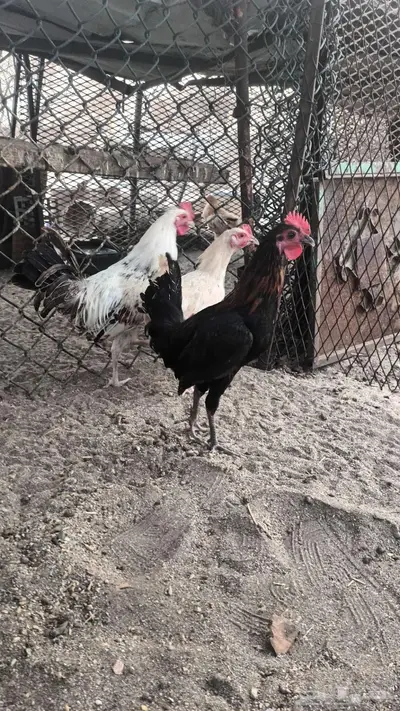 ديوك بلدي فاخره 14