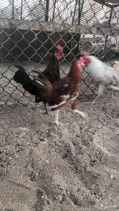 ديوك بلدي فاخره 9