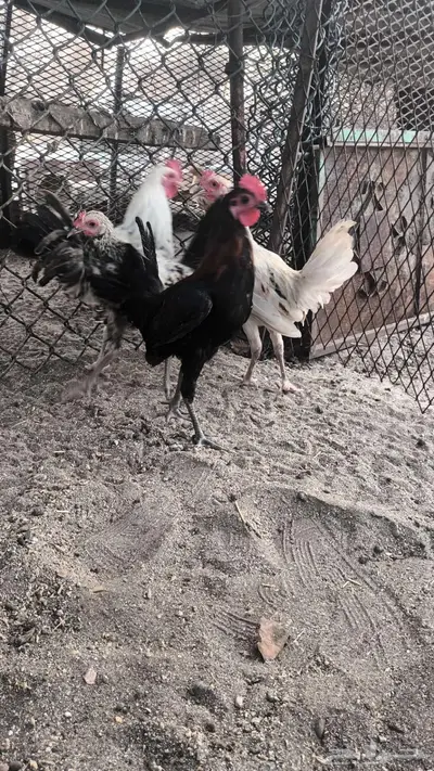 ديوك بلدي فاخره 8
