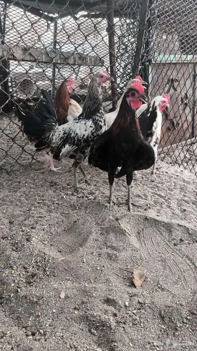 ديوك بلدي فاخره 2
