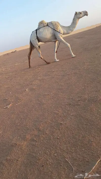 خلفة وخفوت 2