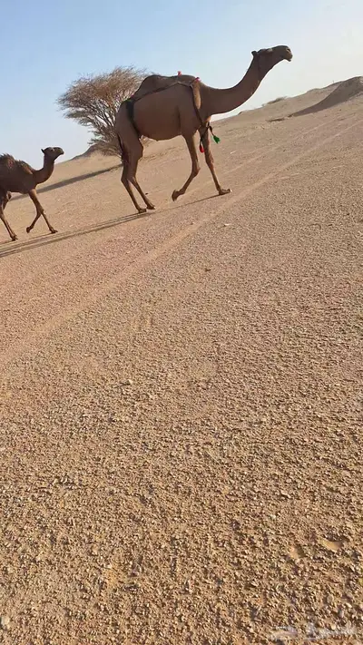 خلفة وخفوت 1