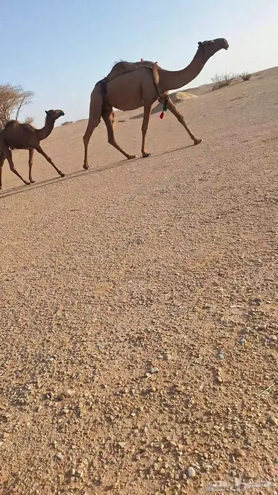 خلفة وخفوت 0