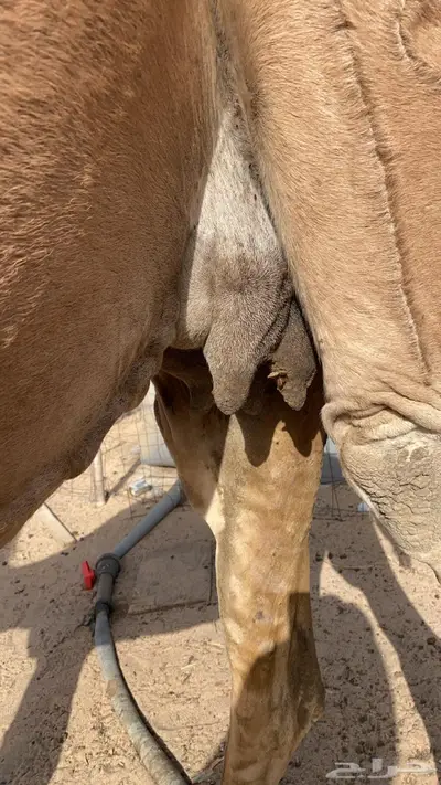 ناقه لقحه 8 شهور 1