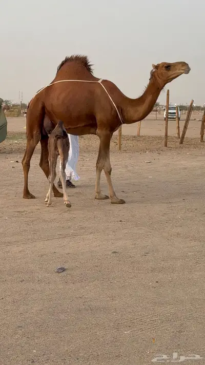خلفه مصغر حمرا دم دهما 5