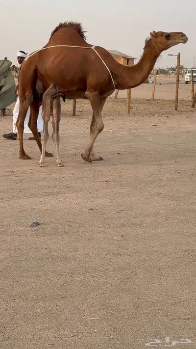 خلفه مصغر حمرا دم دهما 6