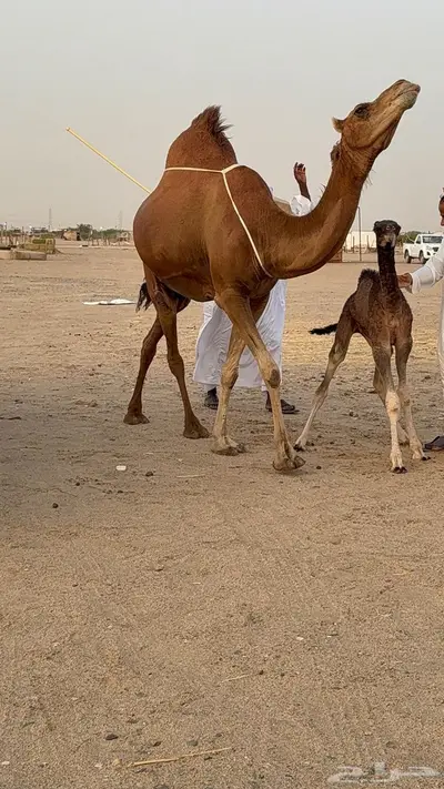 خلفه مصغر حمرا دم دهما 3