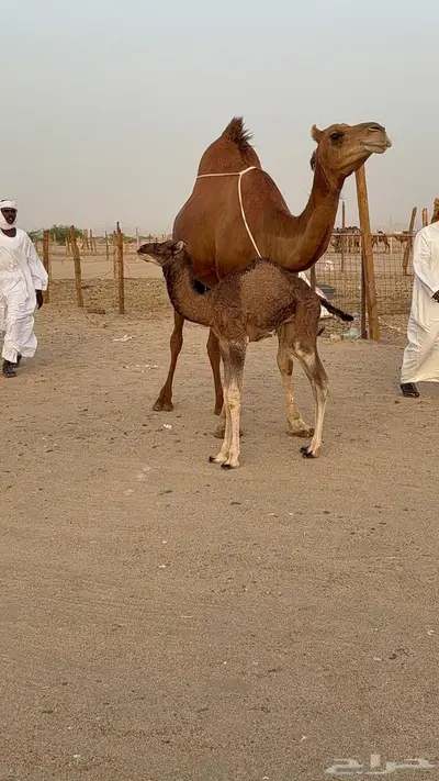 خلفه مصغر حمرا دم دهما 2