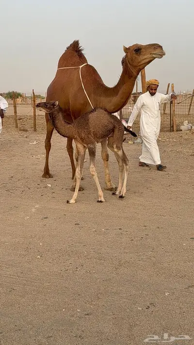 خلفه مصغر حمرا دم دهما 0