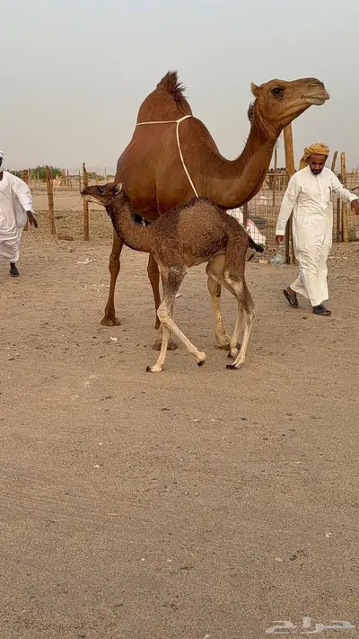خلفه مصغر حمرا دم دهما 9