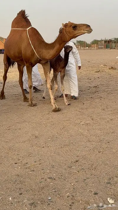 خلفه مصغر حمرا دم دهما 8