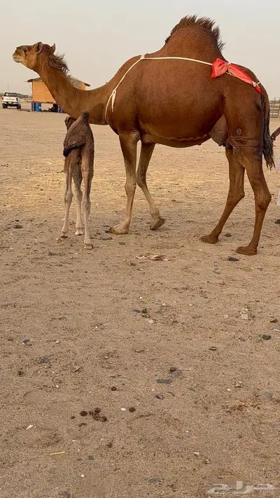 خلفه مصغر حمرا دم دهما 14