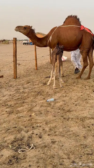 خلفه مصغر حمرا دم دهما 13