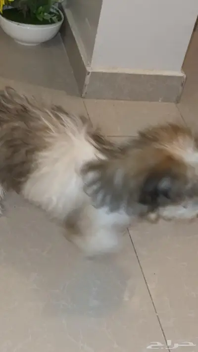 لمحبين الأحجام الصغيره اعرضلكم رفيقه درب لطيفه 2