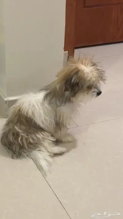 لمحبين الأحجام الصغيره اعرضلكم رفيقه درب لطيفه 5