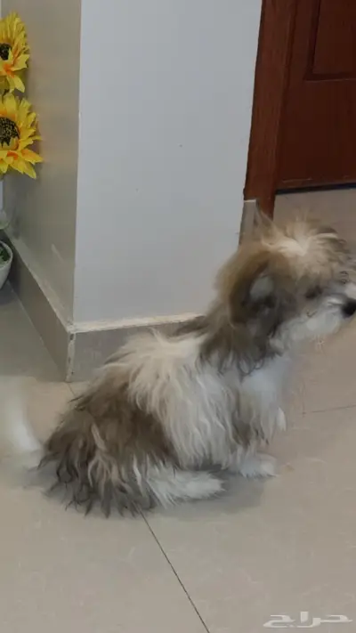 لمحبين الأحجام الصغيره اعرضلكم رفيقه درب لطيفه 4