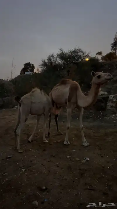 خلفتين كفو 9