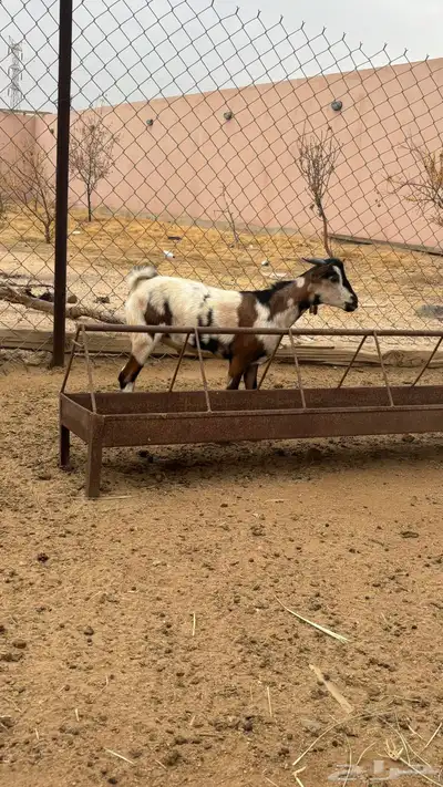 تيس بلدي 2