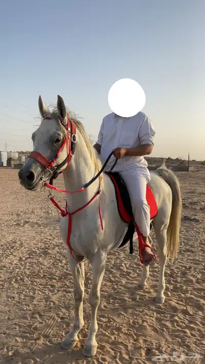 حصان واهو 3