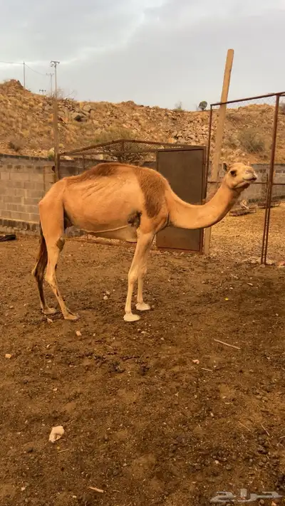 خلفتين كفو 4