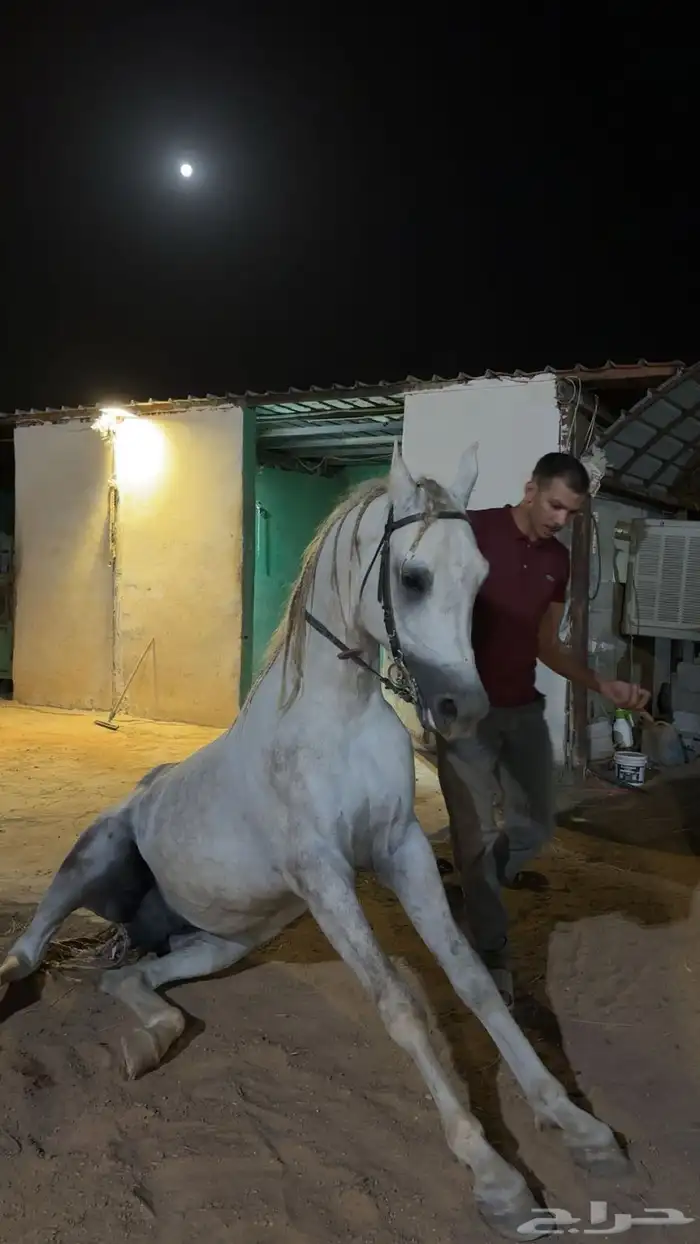 للبيع حصان واهو 3
