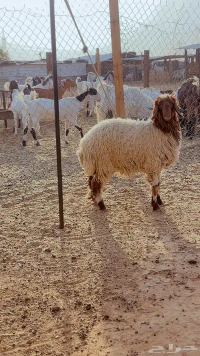 ذبائح نعيم فل شحم يوجد ذبح التوصيل 2