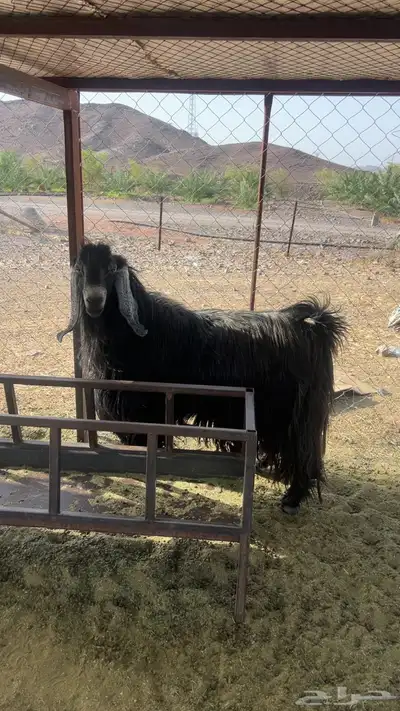 تيس للبيع صنف الصنف 0