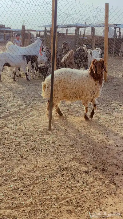 ذبائح نعيم فل شحم يوجد ذبح التوصيل 5