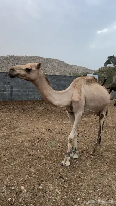 خلفتين كفو 0