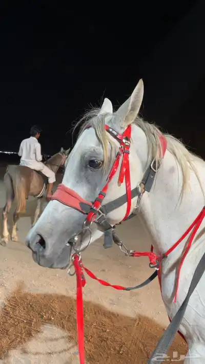 حصان واهو 1