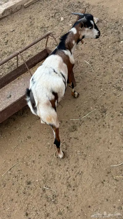 تيس بلدي 6