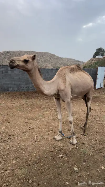 خلفتين كفو 1