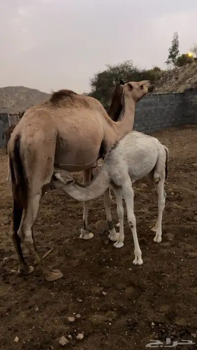 خلفتين كفو 10