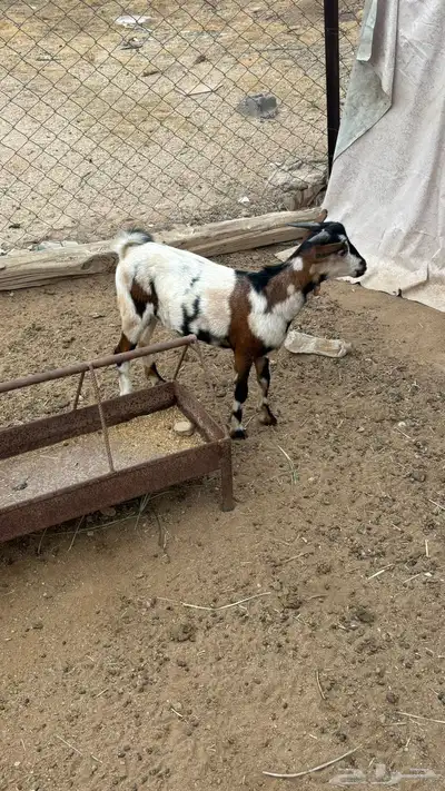 تيس بلدي 4