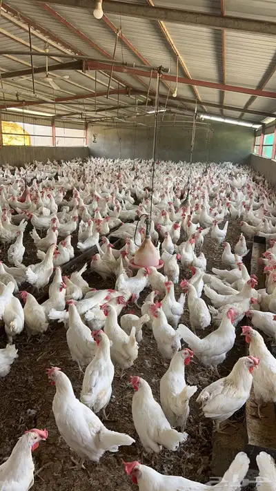 دجاج بياض العدد 2500 مشروط من الامراض وصحته 100 بل 100 1