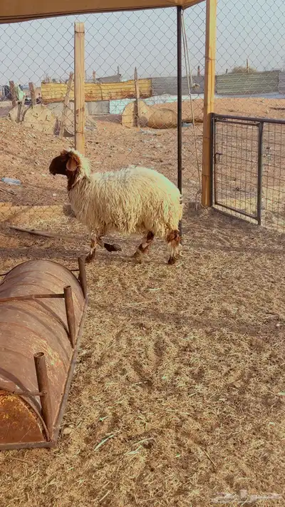 ذبائح نعيم فل شحم يوجد ذبح التوصيل 1