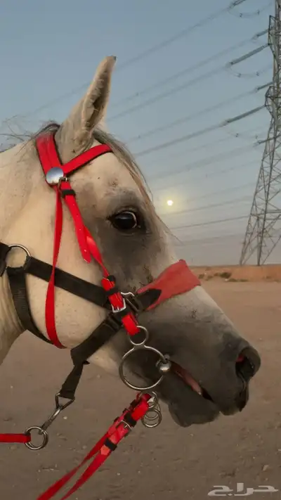 حصان واهو 2