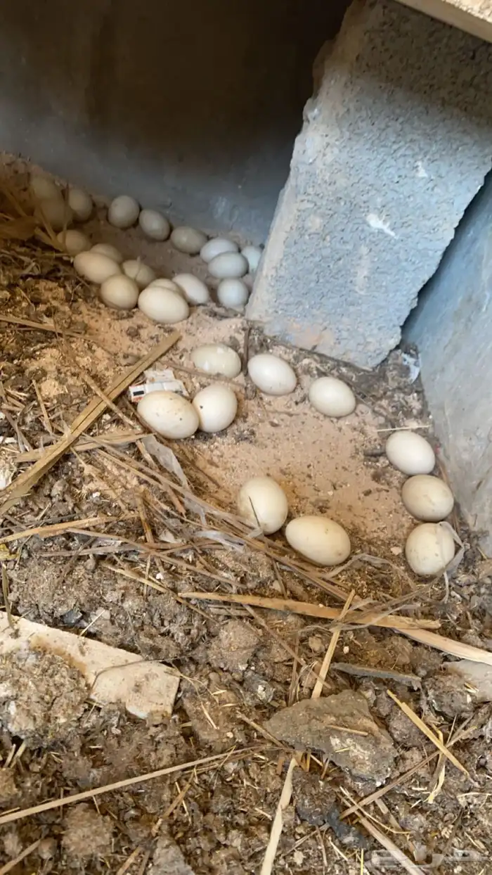 بيض بط مصري ملقح 30 بيضه للتواصل 0