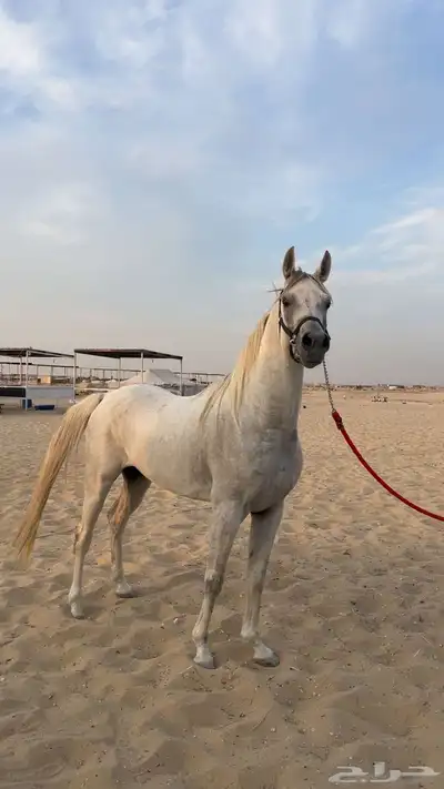 حصان واهو 4