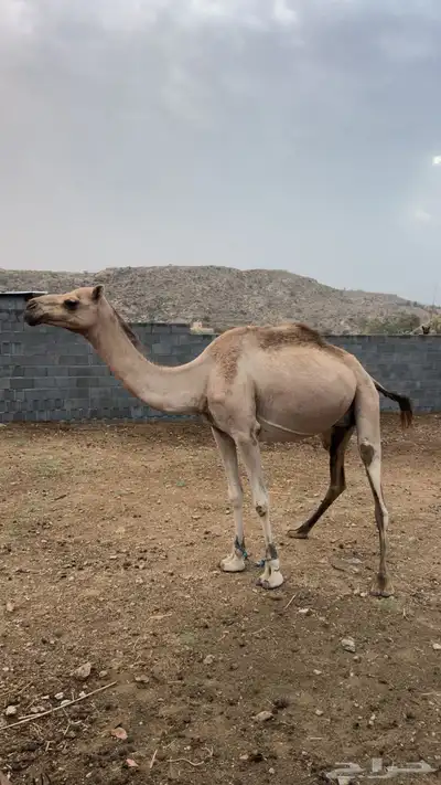 خلفتين كفو 2