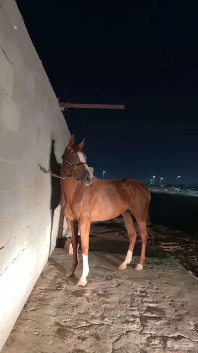 فرس 2