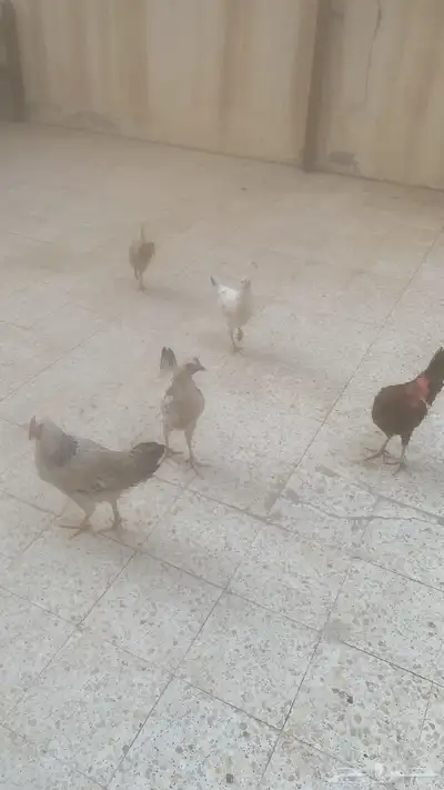 3دجاجات و ديكين 0