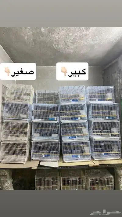 اقفاص طيور للبيع 1