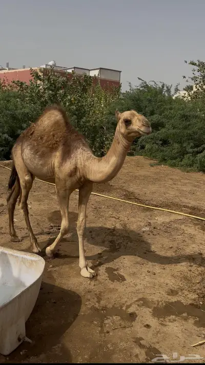 غرب صبيا 2