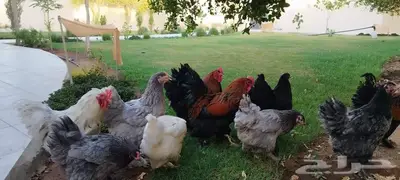 دجاج براهما 1