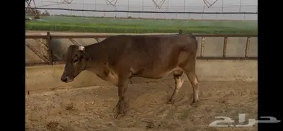 بقره كبيرة الحجم حليبها واجد وقت الولاده 1