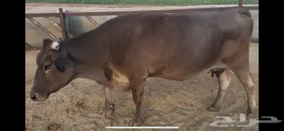 بقره كبيرة الحجم حليبها واجد وقت الولاده 0