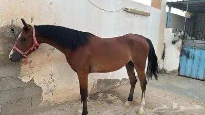فرس شعبية للبيع 1